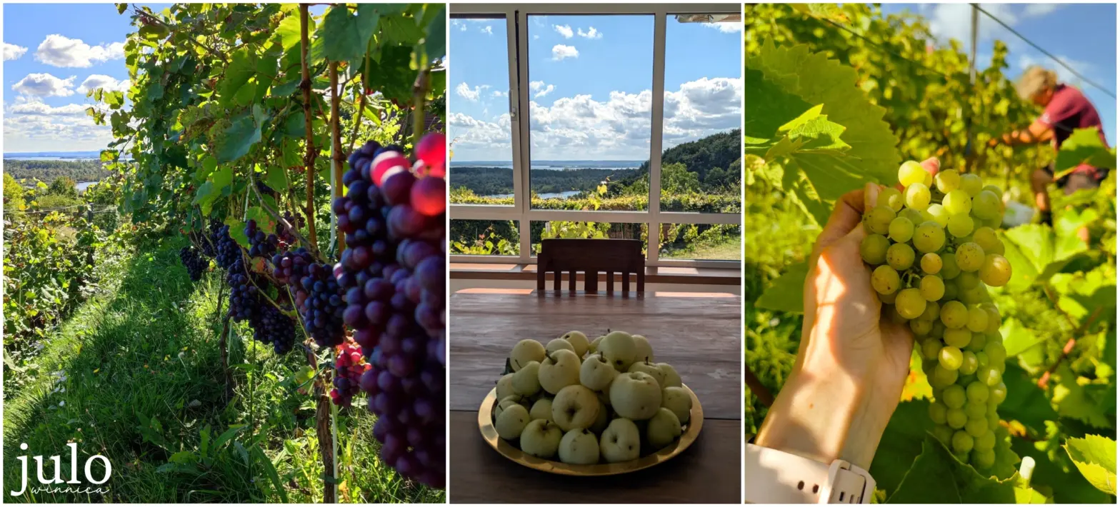 Winnica Julo 1 Winnica JULO Szczecin